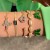  fashion samll diamond imitate gem bracelet set  personality snake love bracelet set woman