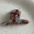  gold samll ethylic acid lovely half hair clip woman hair clip