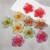 exaggerating personality trend fashion Acrylic transparent flowers ear stud   all-Purpose temperament Street Snap fa